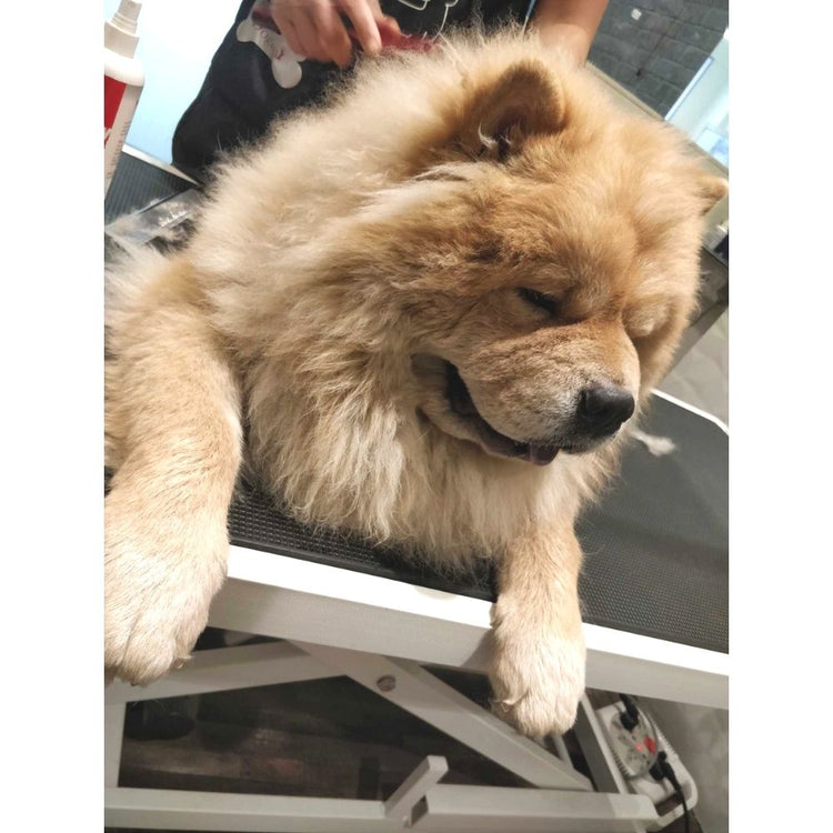 Pets In Style Grooming Spa Groomer Mumbai