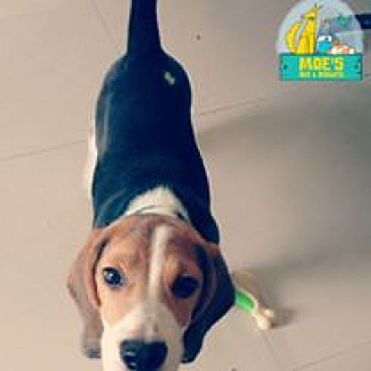 Moe's Canine Training Trainer Mumbai