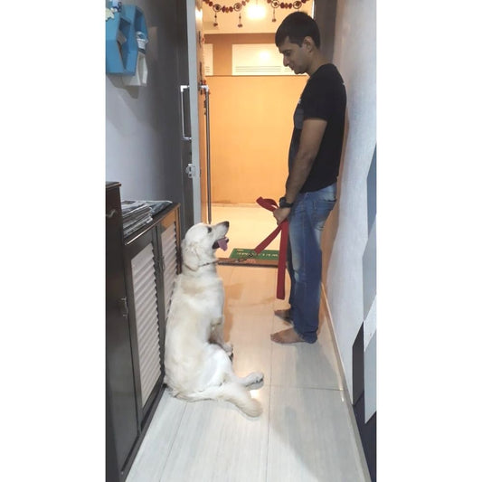 K9 Pack Leader Trainer Mumbai