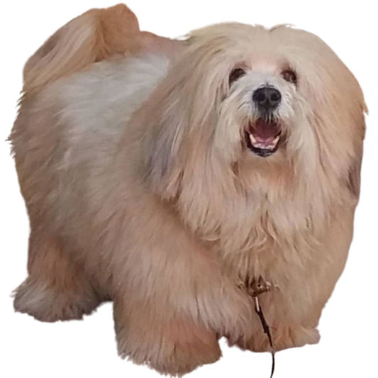 Pretty Pawz - Pet Grooming Studio Anna nagar East Chennai