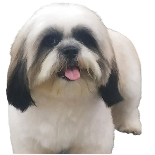 Pretty Pawz - Pet Grooming Studio Anna nagar East Chennai