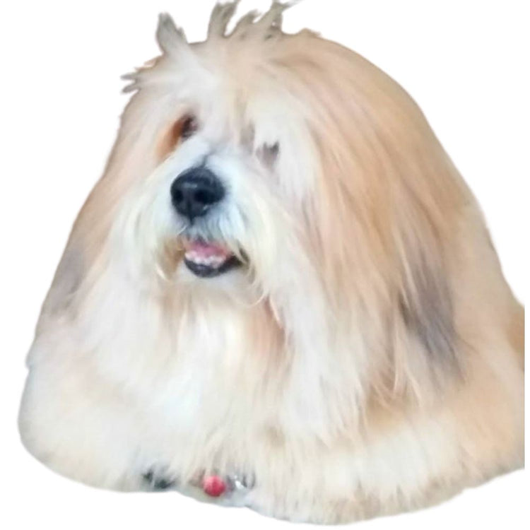 Pretty Pawz - Pet Grooming Studio Anna nagar East Chennai