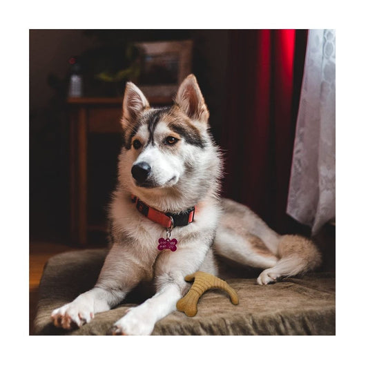 Woodplay Bone Twins Durable Dog Chew Toy Set Brown (Pack Of 2) For Small Dogs