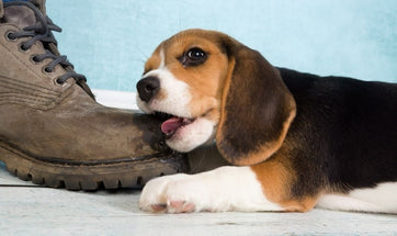 Destructive Dog Chewing - Causes & Solution To Excessive Chewing In Dogs