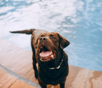 Vet Answered Dog Summer Care Tips - How To Care For Your Dog In Summer