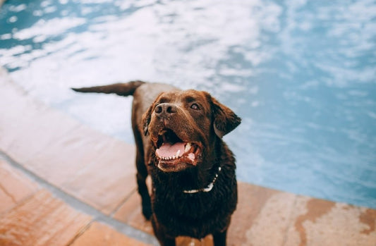 Vet Answered Dog Summer Care Tips - How To Care For Your Dog In Summer