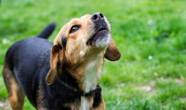 Why Do Dogs Howl - 5 Reasons Behind A Dog's Howl