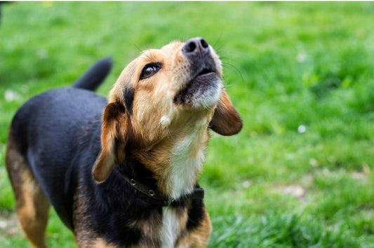 Why Do Dogs Howl - 5 Reasons Behind A Dog's Howl