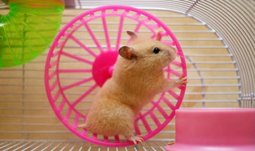Small Pets - Do Hamsters Make Good Pets?