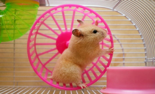 Small Pets - Do Hamsters Make Good Pets?