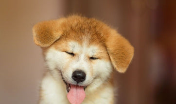 Can Dogs Laugh? - Find Out If Man's Best Friend Can Laugh/Smile