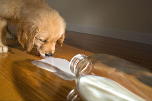 Lactose Intolerance In Dogs - What To Do If Your Dog Has Lactose Intolerance?
