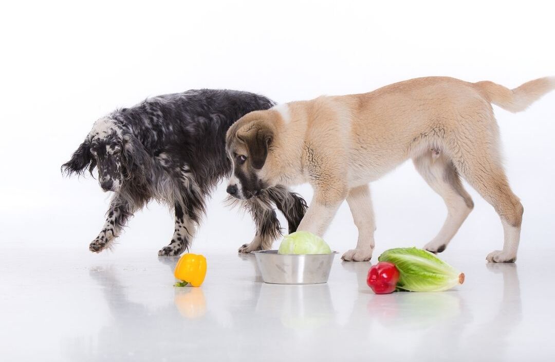Vegetables For Dogs - Veggies That Are Safe & Unsafe For Dogs