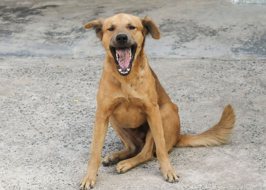 Stray Dogs - 5 Ways You Can Change A Stray Dog's Life