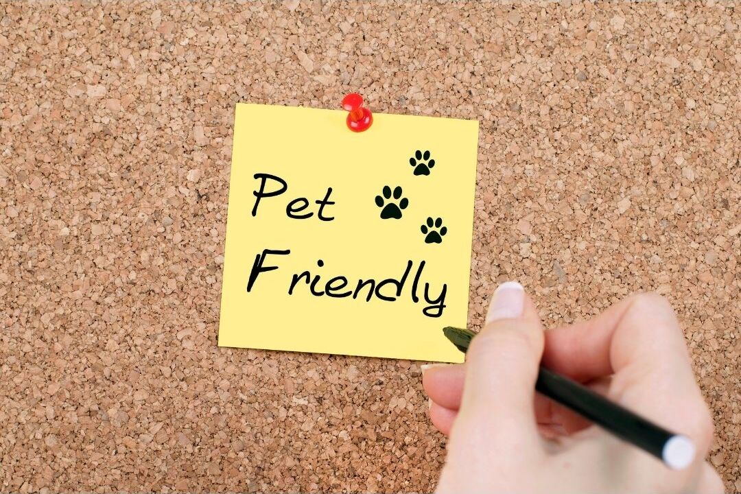 Vet Q&A - Diwali And Pet Safety