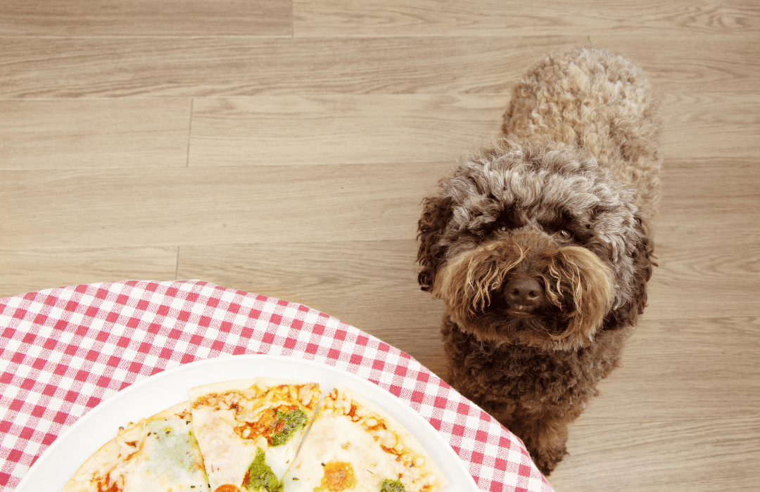 People Food That Dogs Can Eat - List Of People Food That Are Safe For Your Pooch!