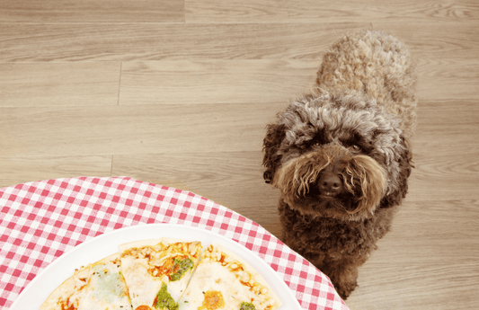 People Food That Dogs Can Eat - List Of People Food That Are Safe For Your Pooch!