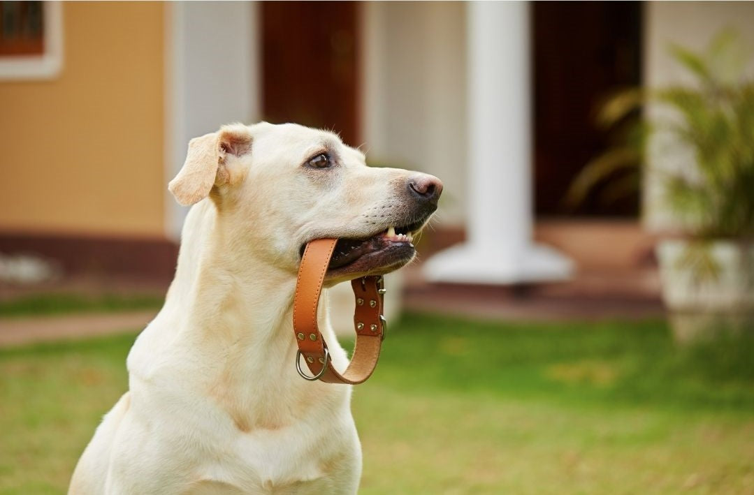 Dog Collars And How To Choose The Right Dog Collar For Your Dog