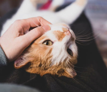 How To Bond With Your Cat - Do's & Don'ts Of Interacting With Cats