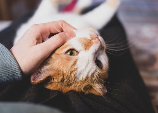 How To Bond With Your Cat - Do's & Don'ts Of Interacting With Cats