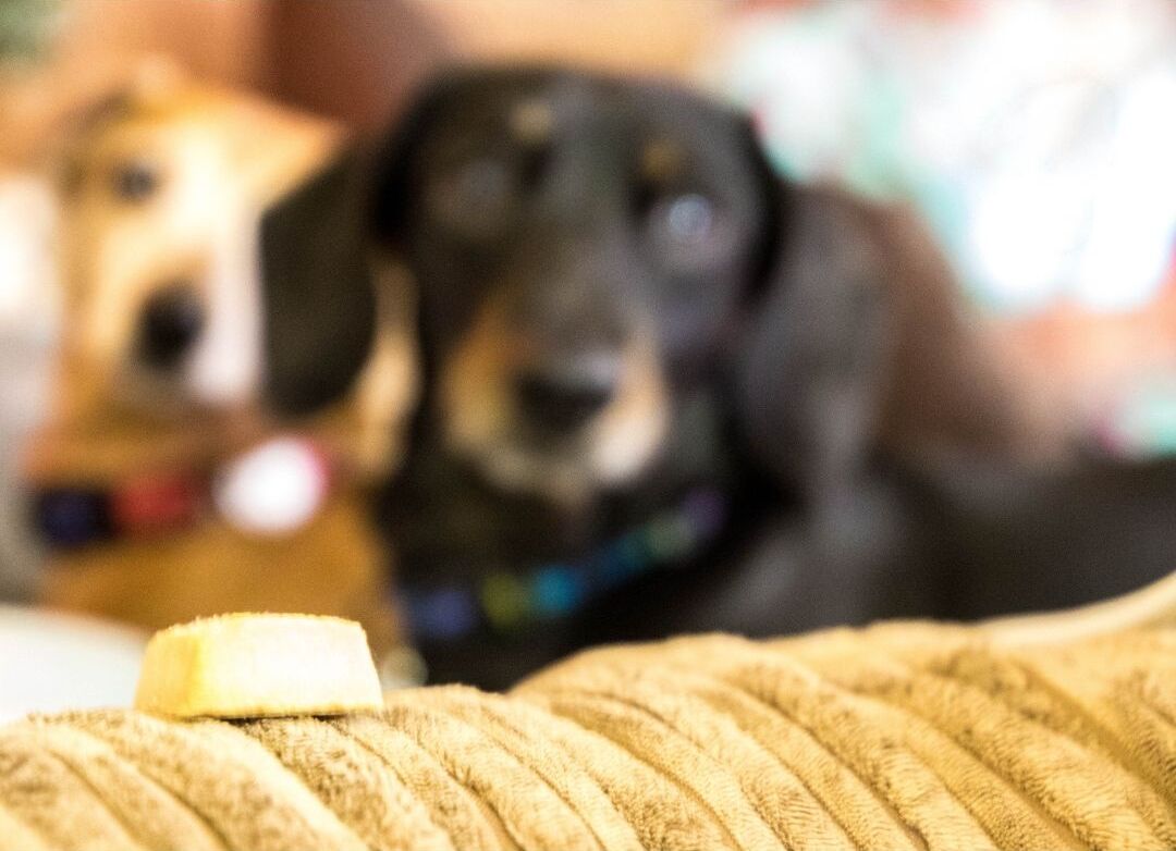 Can Dogs Eat Cheese? Find The Best Type Of Cheese For Your Dog