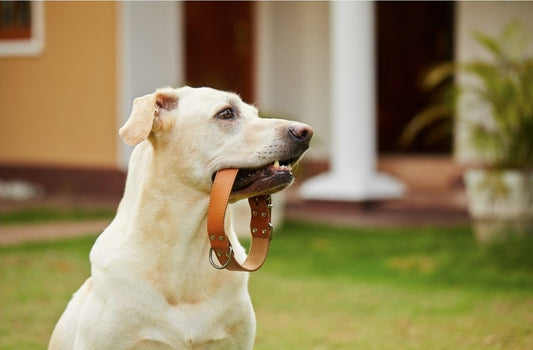 Dog Collars And How To Choose The Right Dog Collar For Your Dog