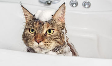Grooming Your Cat At Home - How To Bathe, Brush & Clip Your Cat's Nails