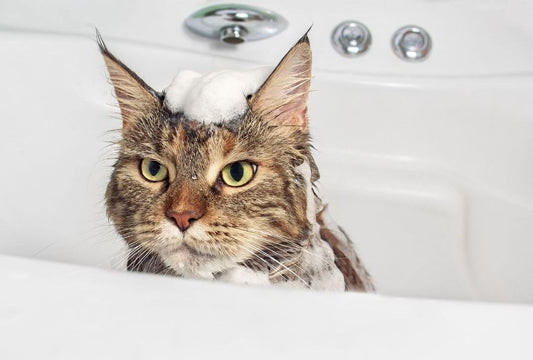 Grooming Your Cat At Home - How To Bathe, Brush & Clip Your Cat's Nails