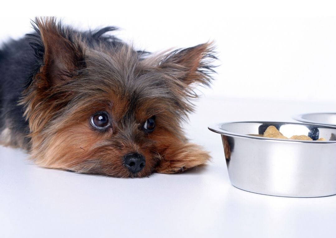 Digestive Issues In Dogs - Symptoms, Causes & The Role Of Food