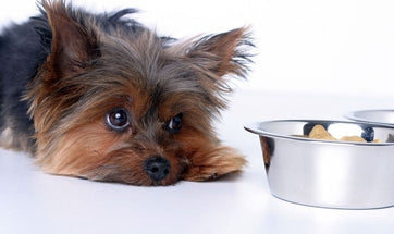 Digestive Issues In Dogs - Symptoms, Causes & The Role Of Food