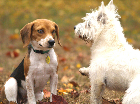 What You Should Add To Your Customized Dog Name Tags