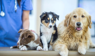 How To Improve Your Dog's Digestion - 5 Ways To Restore A Dog's Gut Health