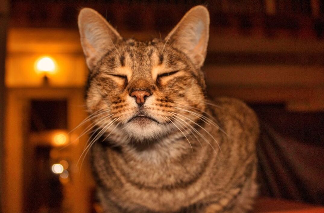 Midnight Crazies In Cats - Why Are Cats More Active In The Night?