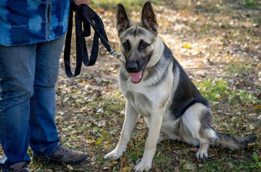How to Obedience Train your German Shepherd - Dos and Don'ts