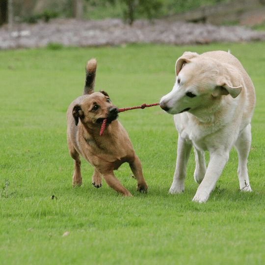 Best Dog Toys in India 2020