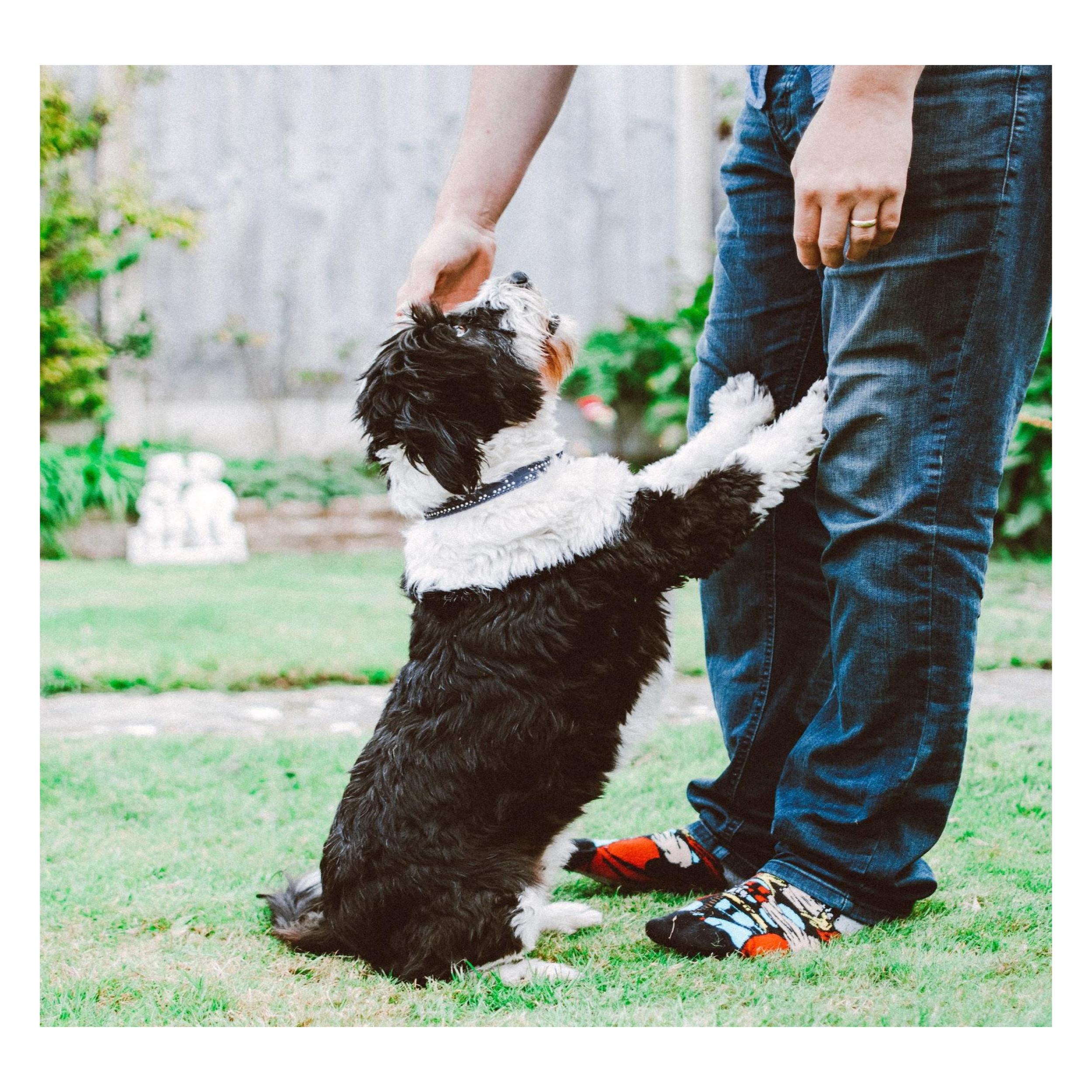 How To Establish Yourself As The Alpha Or The Leader To Your Puppy - Poochles India