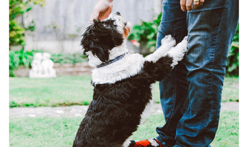 How To Establish Yourself As The Alpha Or The Leader To Your Puppy