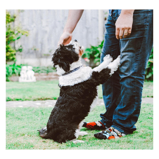 How To Establish Yourself As The Alpha Or The Leader To Your Puppy - Poochles India