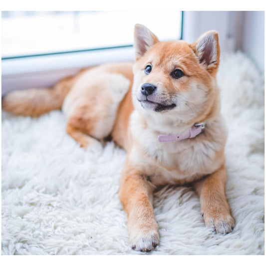 Excessive Hair Shedding In Dogs - Poochles India