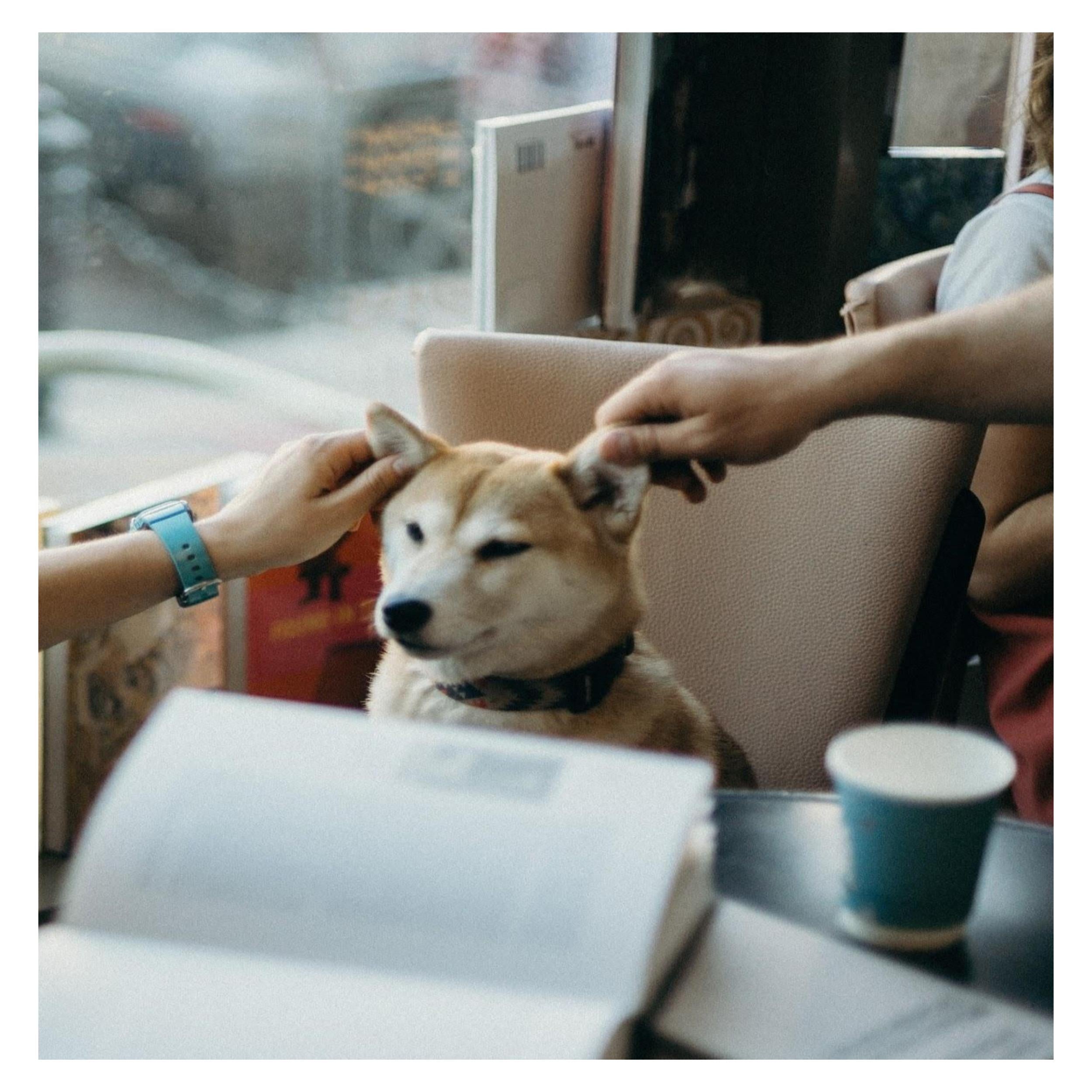 Ear Infections in Dogs - Poochles India