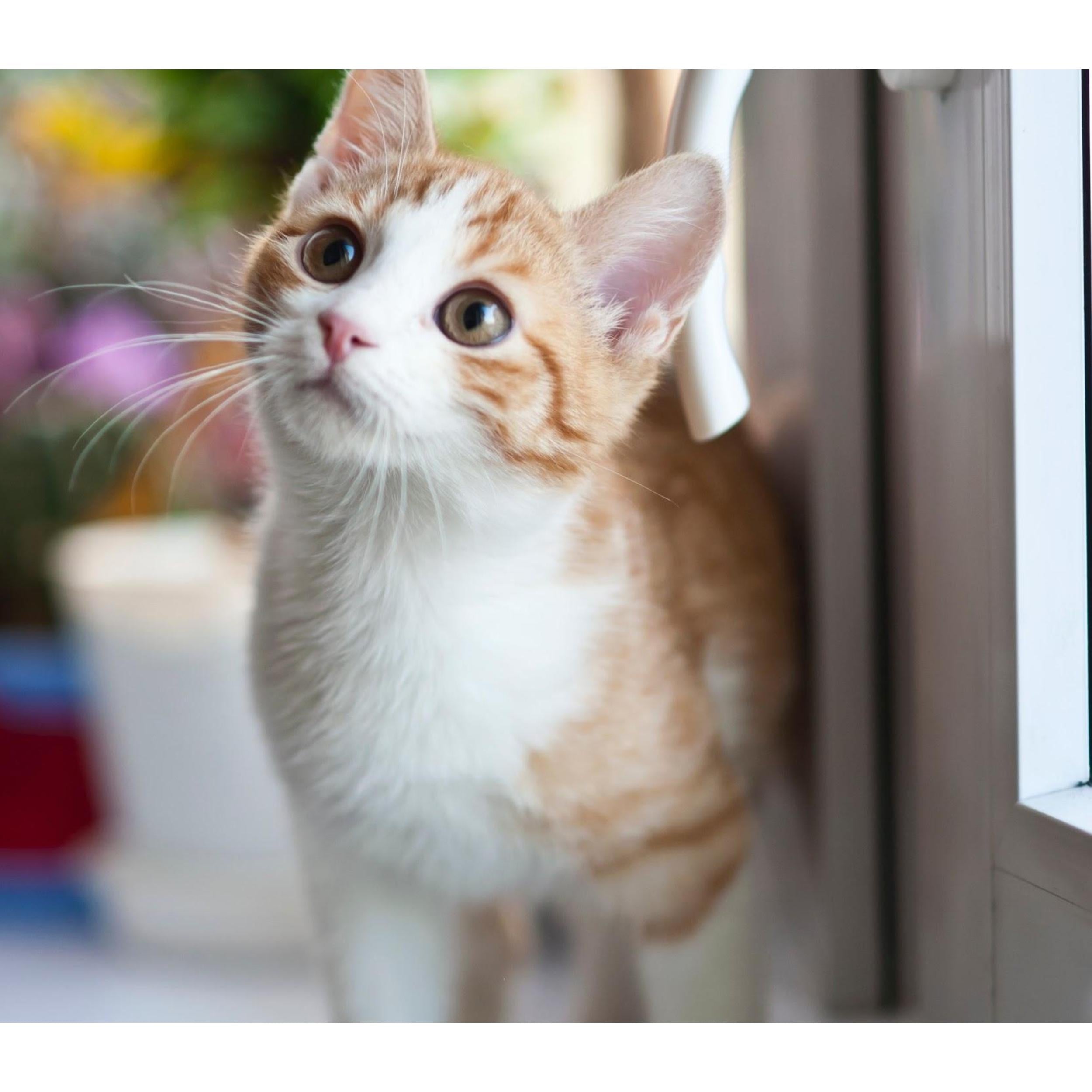 Why Do Cats Avoid Using The Litter Box - Poochles India