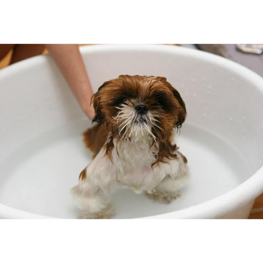 How And How Often Should You Bathe Your Puppy - Poochles India