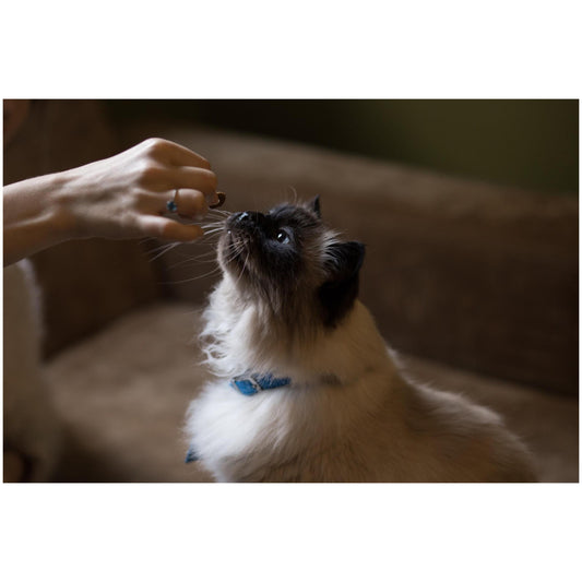 Canned Food Vs. Dry Food For Cats-Poochles India