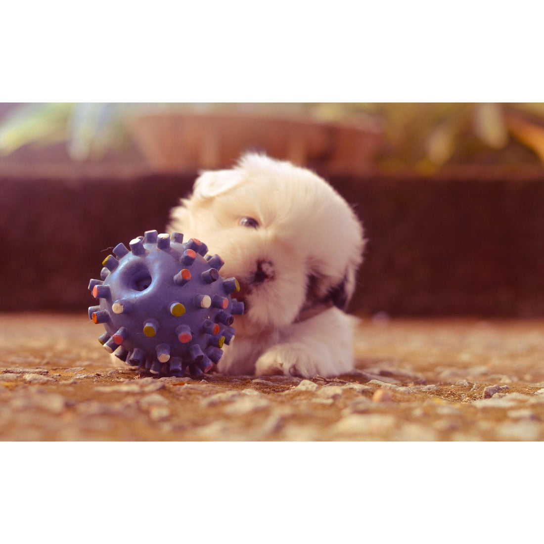 Teething In Puppies - What It Is And How To Deal With It- Poochles India