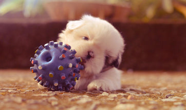 Teething In Puppies - What It Is And How To Deal With It