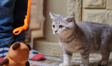 Best Cat Toys For Your Pet - Catnip Toys, Puzzle Toys And More