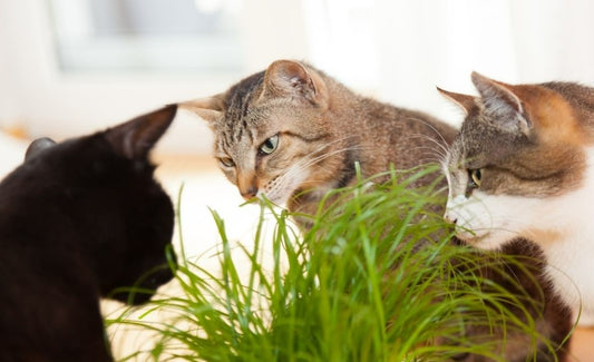 Why Do Cats Eat Grass? 