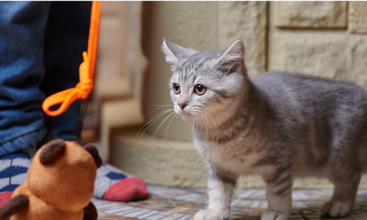 Best Cat Toys For Your Pet - Catnip Toys, Puzzle Toys And More