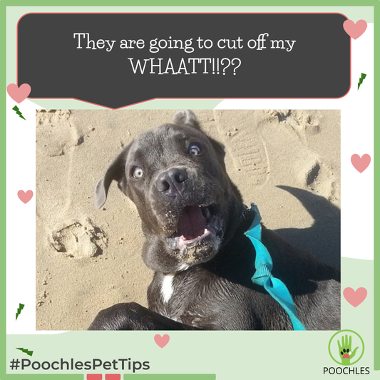 Learn About Why You Should Be Neutering Your Dog