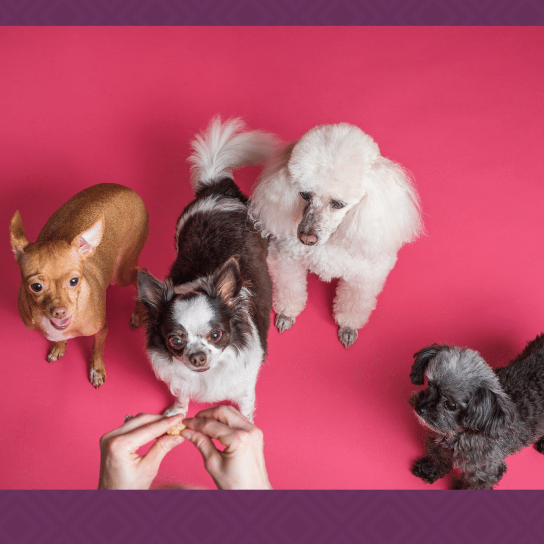 What Does it Take To Deliver Pet Food Home?